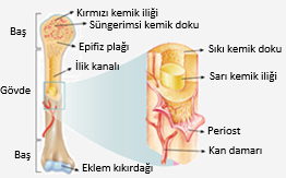 kemik doku ve cesitleri biyoloji konu anlatimi ders notlari biyoloji portali