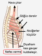 soluk alip verme ve gazlarin tasinma mekanizmasi solunum sistemi 2 biyoloji konu anlatimi ders notlari biyoloji portali soluk alip verme ve gazlarin tasinma mekanizmasi solunum sistemi 2 biyoloji konu anlatimi ders notlari biyoloji portali