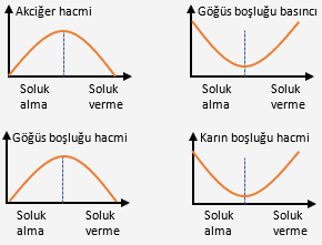 soluk alip verme ve gazlarin tasinma mekanizmasi solunum sistemi 2 biyoloji konu anlatimi ders notlari biyoloji portali soluk alip verme ve gazlarin tasinma mekanizmasi solunum sistemi 2 biyoloji konu anlatimi ders notlari biyoloji portali