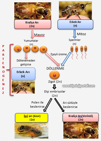 eşeysiz üremenin özellikleri