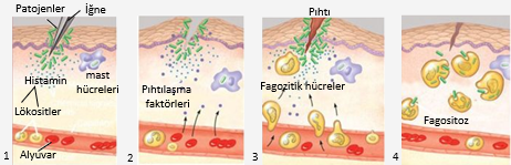 baÄ ?? Ä ± Å ?? Ä ± klÄ ± k sistemi biyoloji 11 ile ilgili görsel sonucu