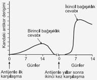 baÄ ?? Ä ± Å ?? Ä ± klÄ ± k sistemi biyoloji 11 ile ilgili görsel sonucu
