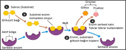 enzim substrat ilişkisi