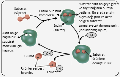 enzimler canlilarin yapisinda bulunan organik bilesikler 4 biyoloji konu anlatimi ders notlari biyoloji portali