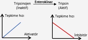 enzimlerin çalışma hızına etki eden faktörler