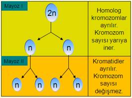Mayoz Bolunme Biyoloji Konu Anlatimi Ders Notlari Biyoloji Portali